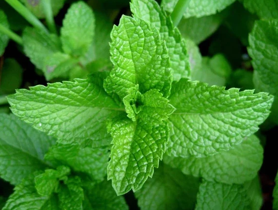 Peppermint Oil Unleashed: 8 Incredible Benefits That Make This Oil a Health Essential