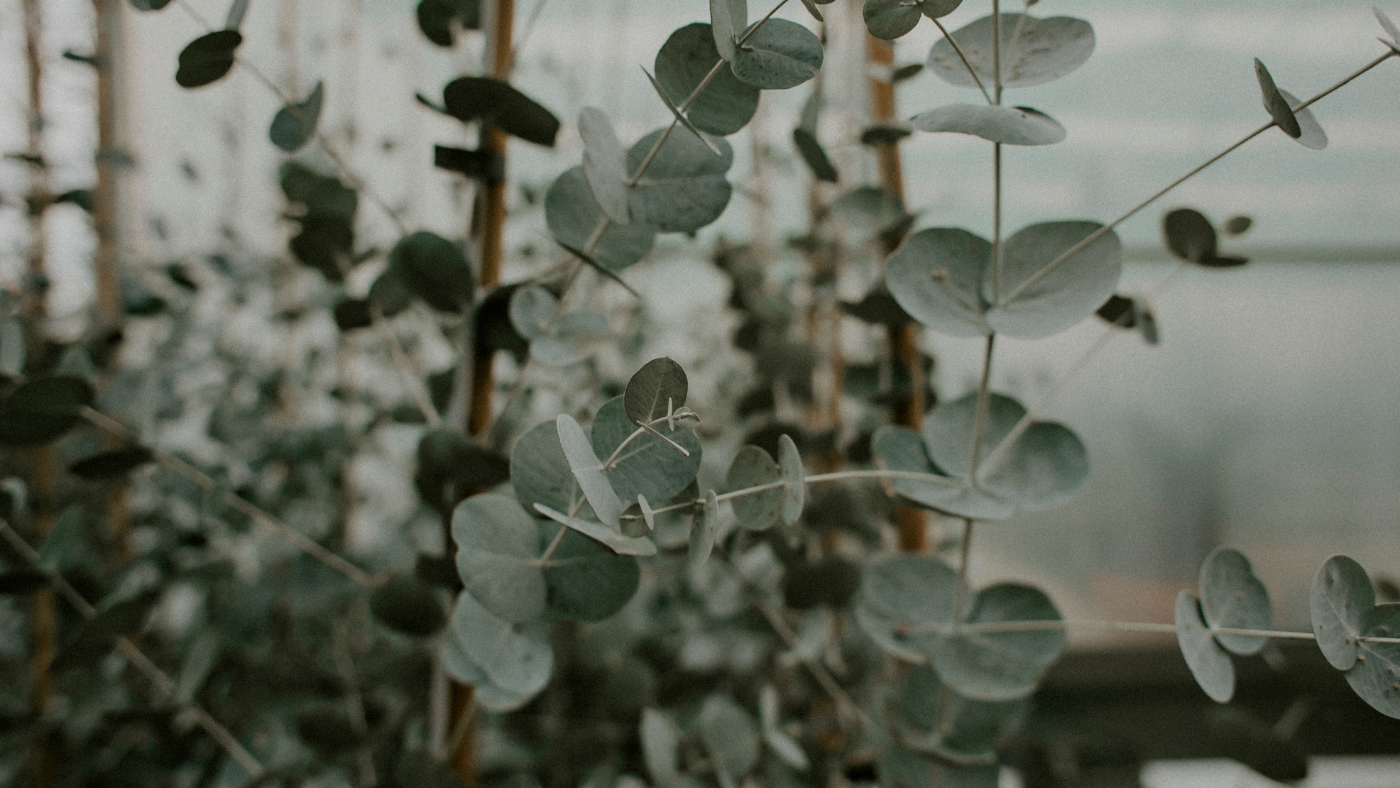 Eucalyptus: Facts, Benefits, and Growing Tips — BargzNY