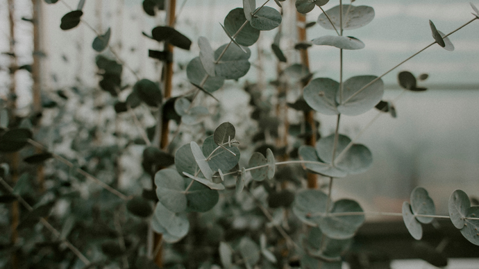 Eucalyptus: Facts, Benefits, and Growing Tips