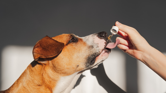 Is Lemon Essential Oil Safe for Dogs? (essential Oil for Dogs 101)