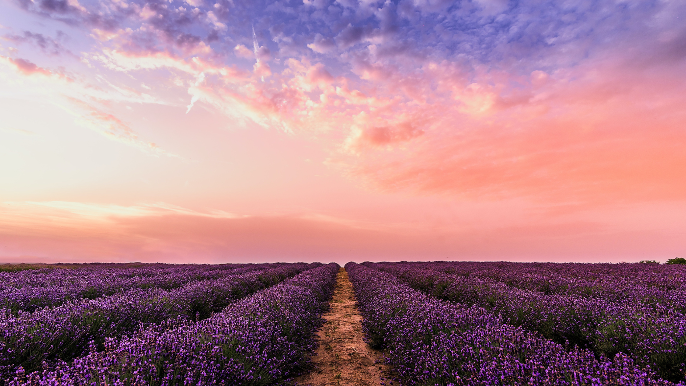 A Comprehensive Guide to Fragrance of Lavender and its Benefits