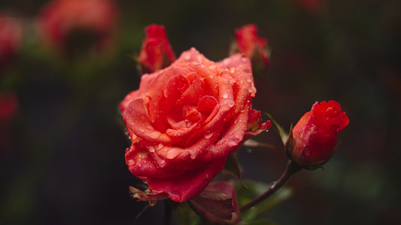 Smell the Difference: Rose Water vs. Rose Hydrosol | Bargz Oil