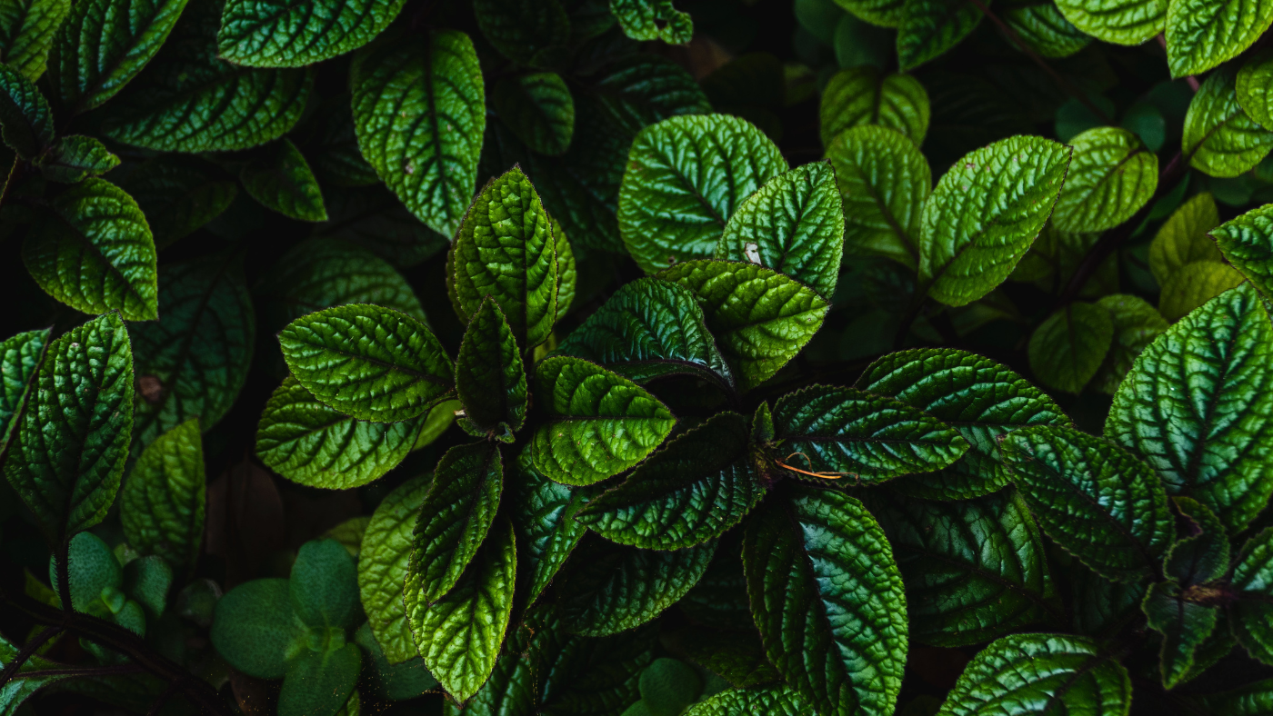 Peppermint Essential Oil Products You Wish You Knew Earlier - BargzNy