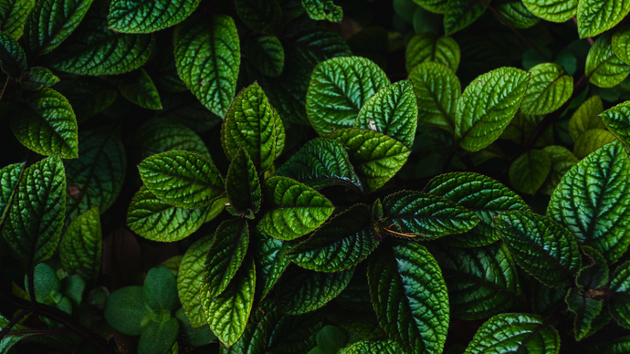 Peppermint Essential Oil Products You Wish You Knew Earlier