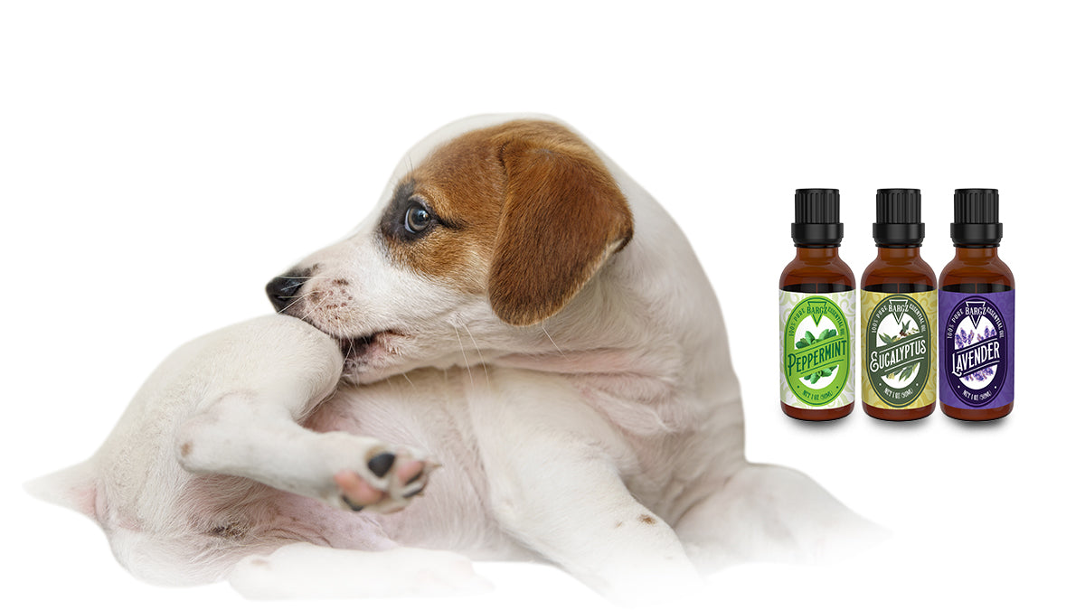 How to Make Your Dog Flea-Free Naturally
