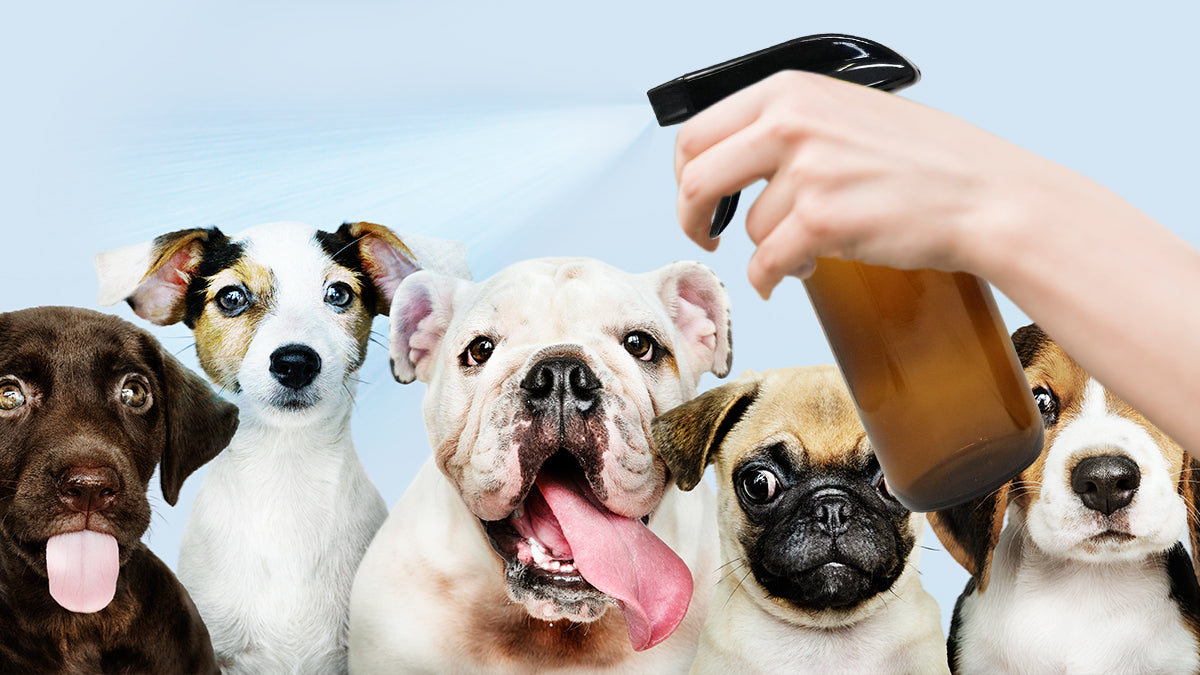 How to Make Deodorizing Spray for Dogs Using Essential Oils– BargzNY