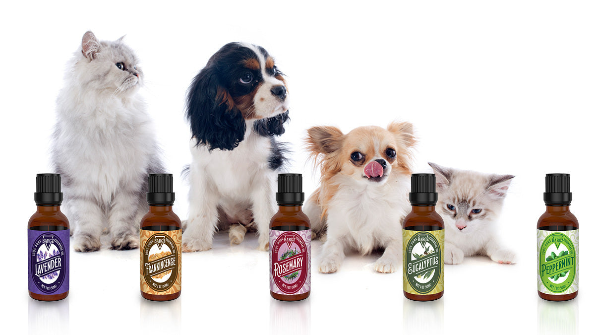 Essential Oils & Pets | Top 5 Essential Oil for Pets - BargzUSA