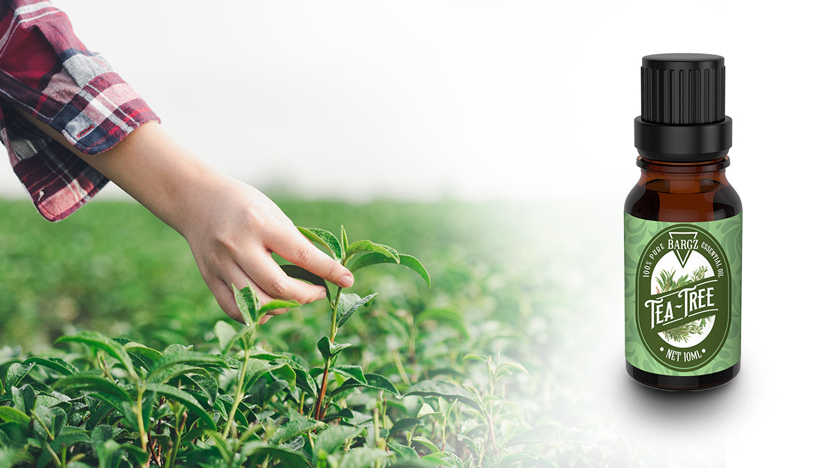 Tea Tree Essential Oil Benefits | The Uses of Tea Tree Oil